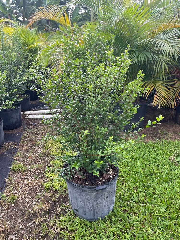 myrcianthes-fragrans-simpson-s-stopper