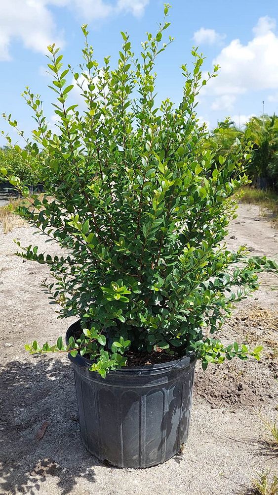 myrcianthes-fragrans-simpson-s-stopper