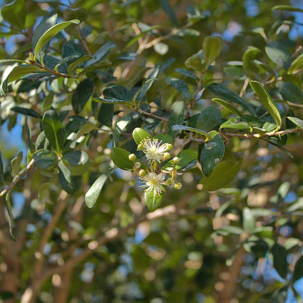 myrcianthes-fragrans-simpson-s-stopper
