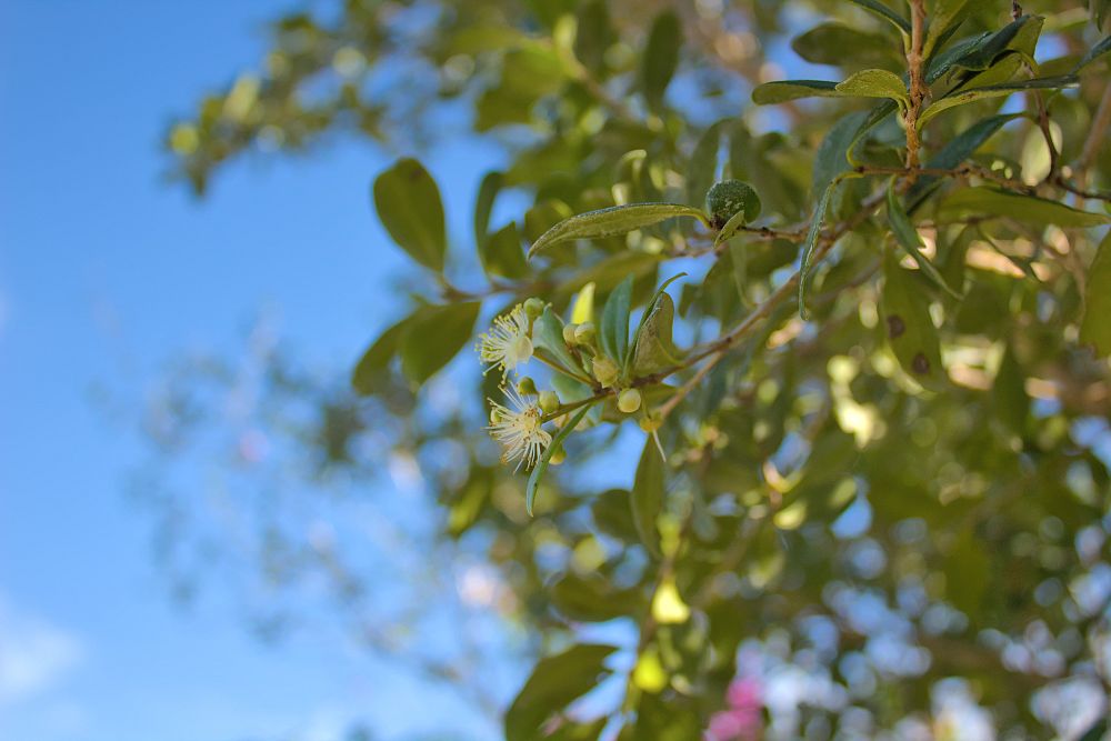 myrcianthes-fragrans-simpson-s-stopper