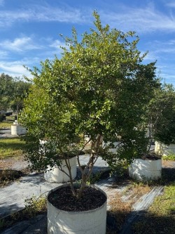 myrcianthes-fragrans-simpson-s-stopper