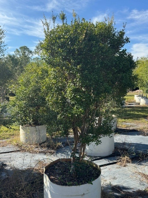 myrcianthes-fragrans-simpson-s-stopper