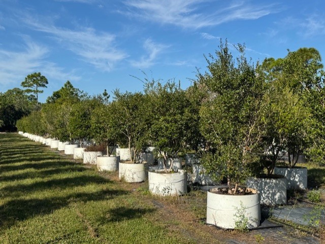 myrcianthes-fragrans-simpson-s-stopper