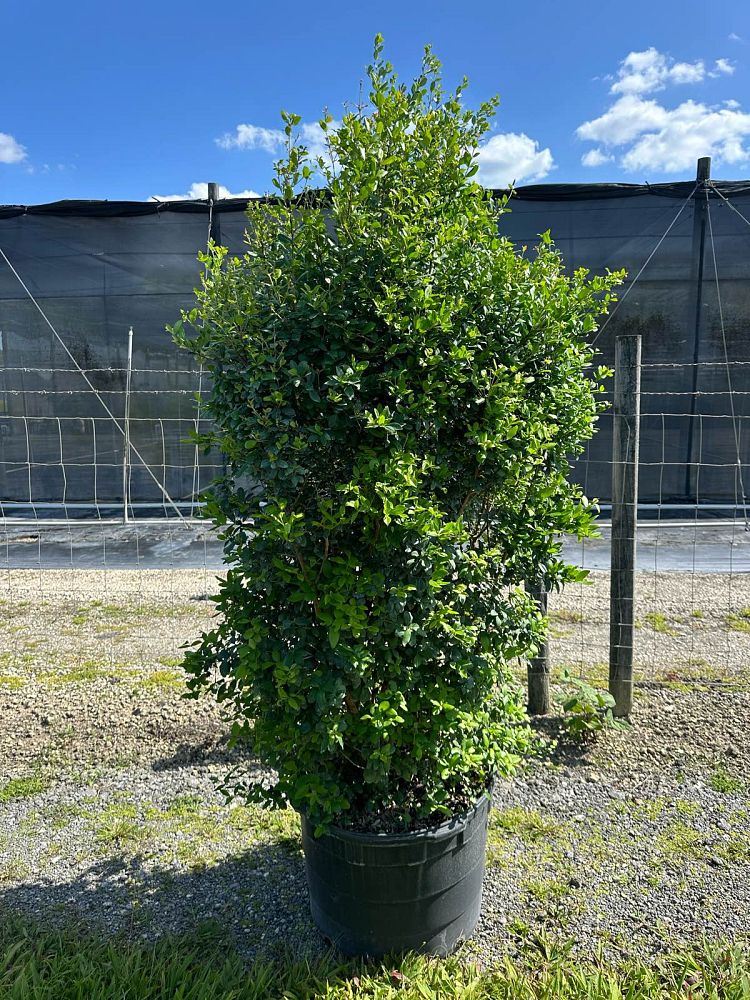 myrcianthes-fragrans-simpson-s-stopper