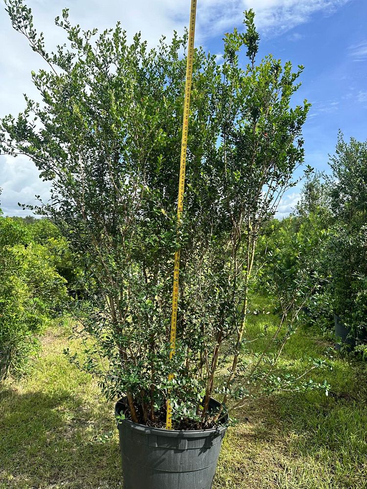 myrcianthes-fragrans-simpson-s-stopper