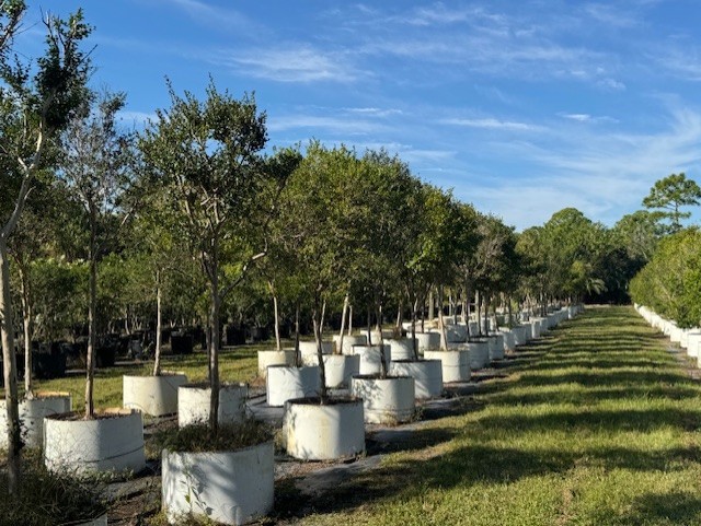 myrcianthes-fragrans-simpson-s-stopper