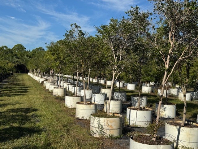 myrcianthes-fragrans-simpson-s-stopper