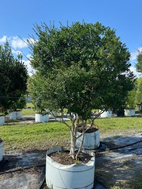 myrcianthes-fragrans-simpson-s-stopper