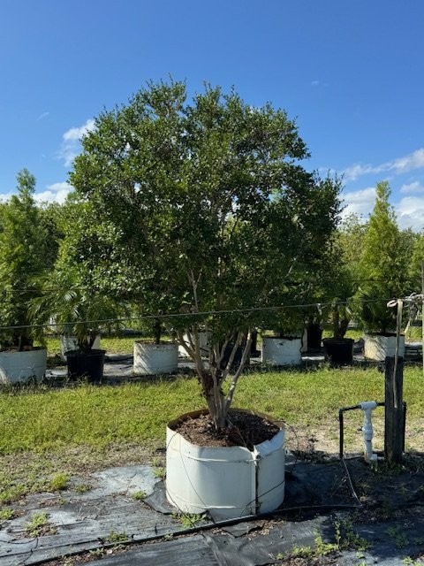 myrcianthes-fragrans-simpson-s-stopper