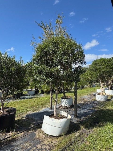 myrcianthes-fragrans-simpson-s-stopper