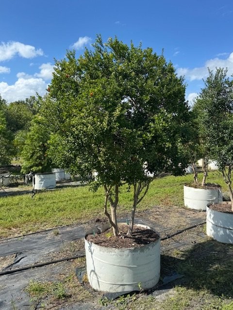 myrcianthes-fragrans-simpson-s-stopper