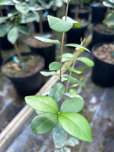 myrcianthes-fragrans-simpson-s-stopper