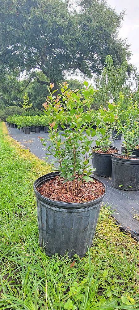 myrcianthes-fragrans-simpson-s-stopper