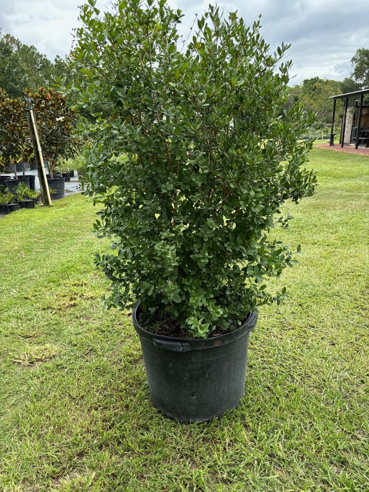 myrcianthes-fragrans-simpson-s-stopper