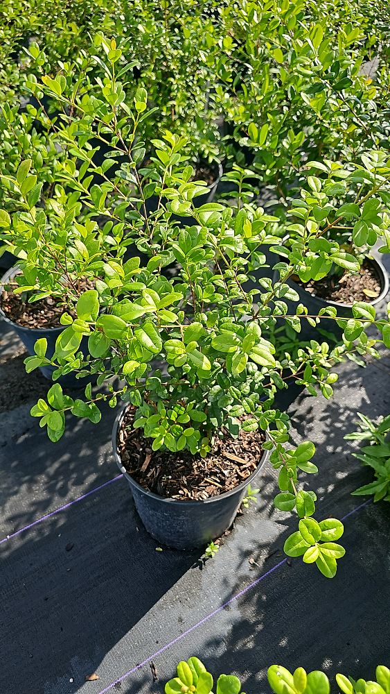 myrcianthes-fragrans-simpson-s-stopper
