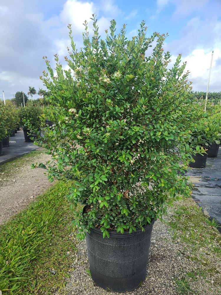 myrcianthes-fragrans-simpson-s-stopper