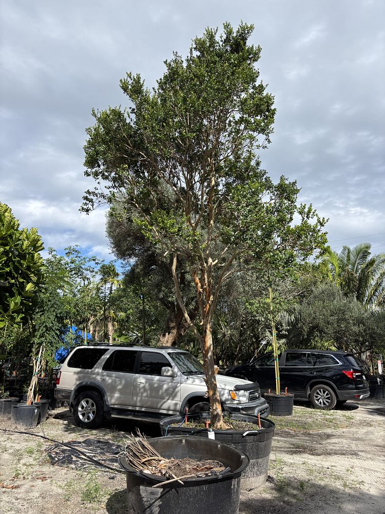 myrcianthes-fragrans-simpson-s-stopper