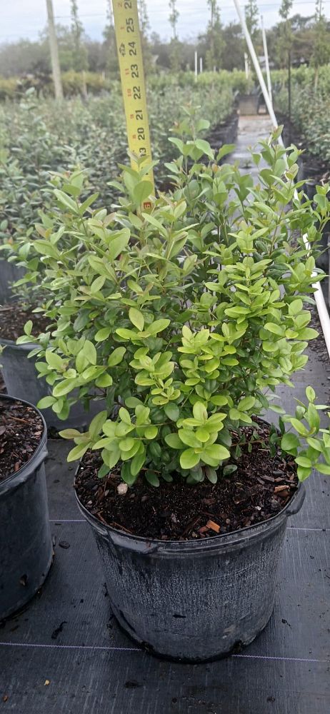 myrcianthes-fragrans-simpson-s-stopper