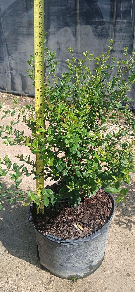 myrcianthes-fragrans-simpson-s-stopper