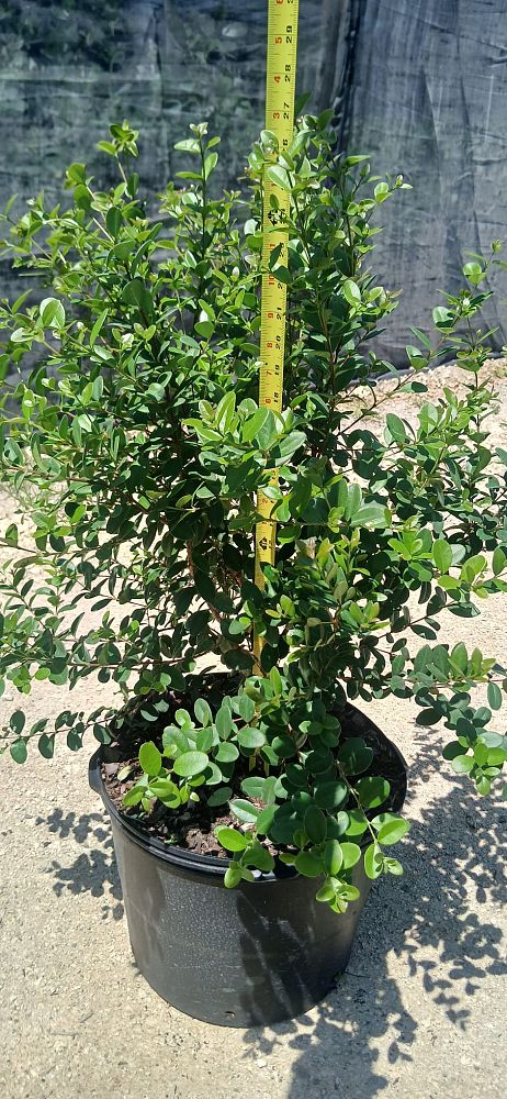 myrcianthes-fragrans-simpson-s-stopper