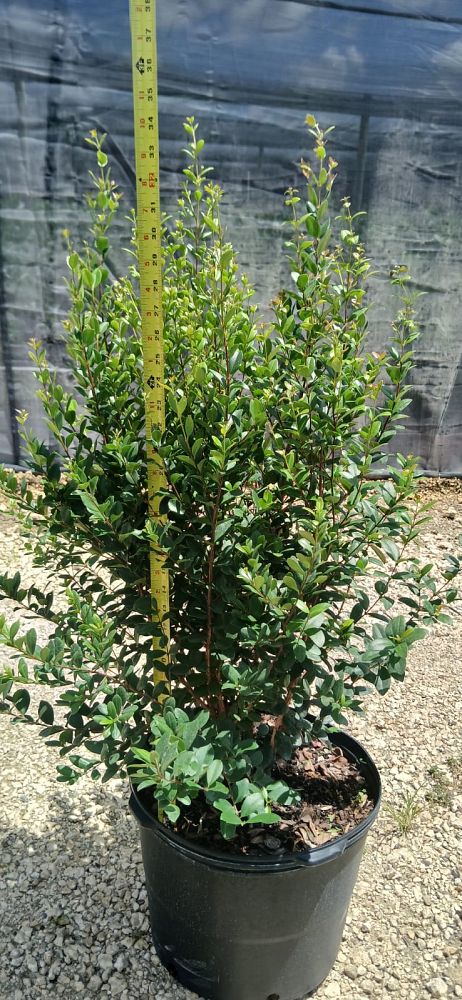 myrcianthes-fragrans-simpson-s-stopper