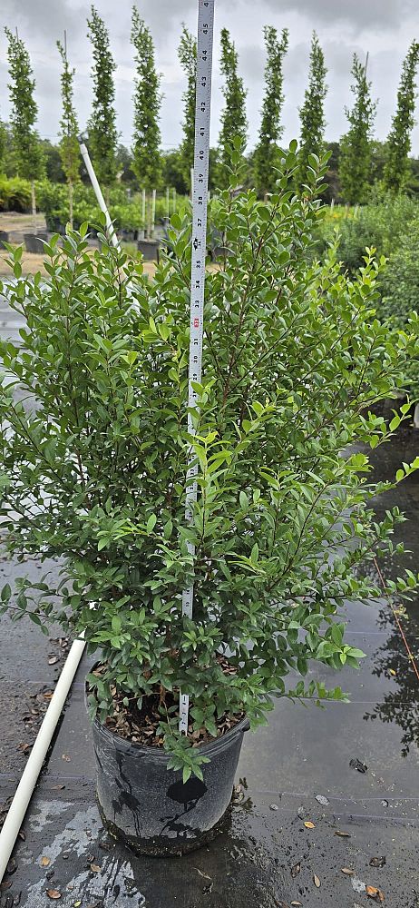 myrcianthes-fragrans-simpson-s-stopper