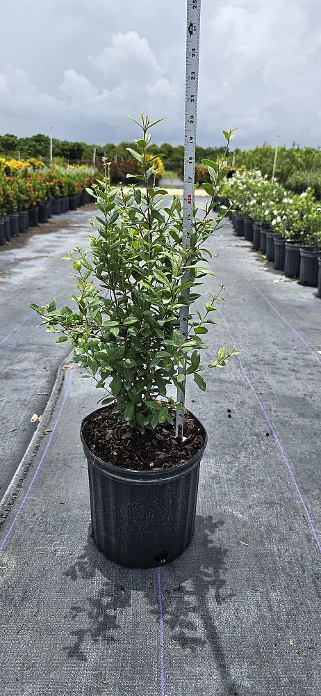 myrcianthes-fragrans-simpson-s-stopper