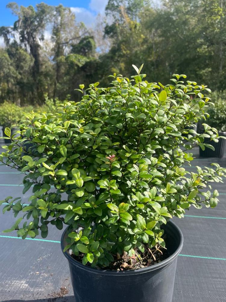 myrcianthes-fragrans-simpson-s-stopper