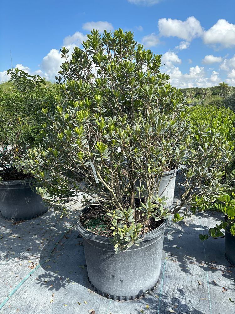 myrcianthes-fragrans-simpson-s-stopper