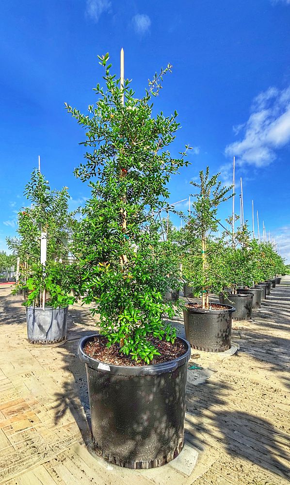 myrcianthes-fragrans-simpson-s-stopper