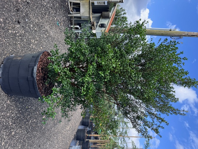 myrcianthes-fragrans-simpson-s-stopper