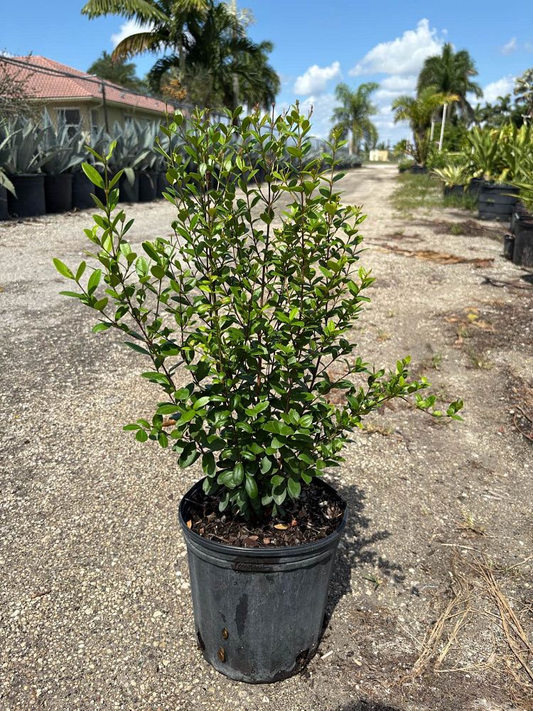 myrcianthes-fragrans-simpson-s-stopper
