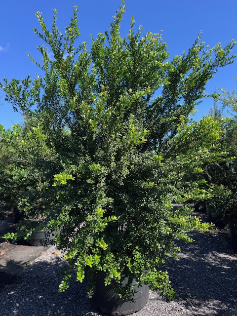 myrcianthes-fragrans-simpson-s-stopper