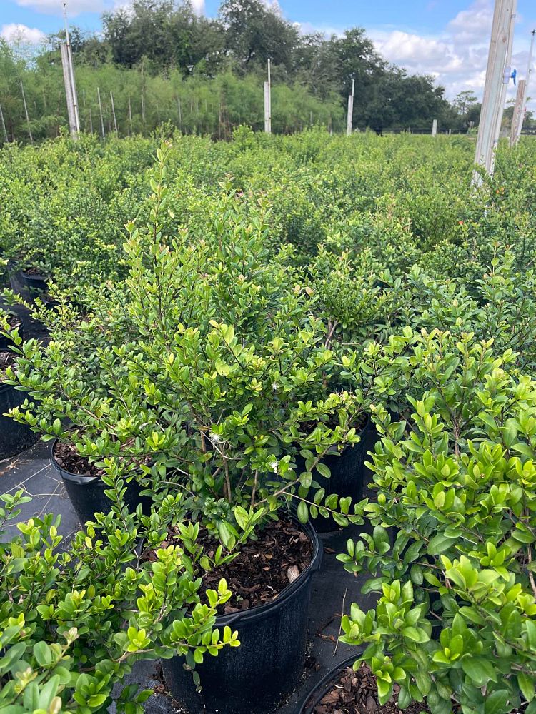 myrcianthes-fragrans-simpson-s-stopper