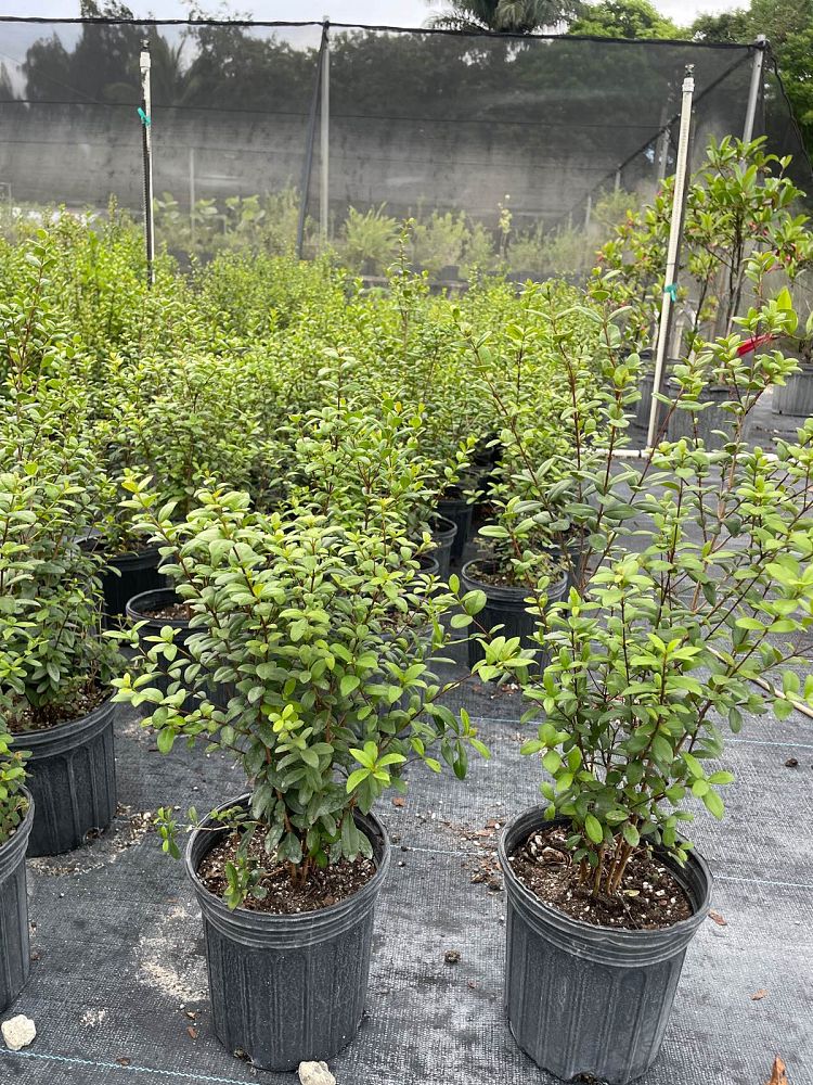 myrcianthes-fragrans-simpson-s-stopper
