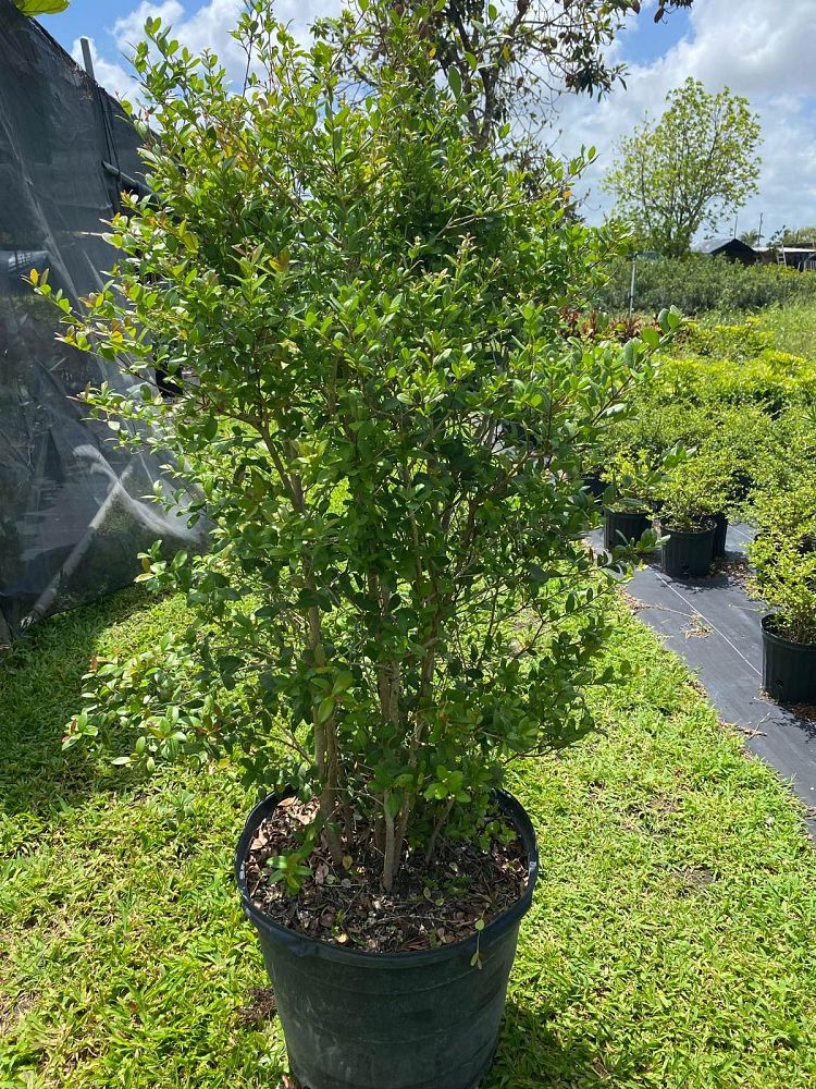 myrcianthes-fragrans-simpson-s-stopper