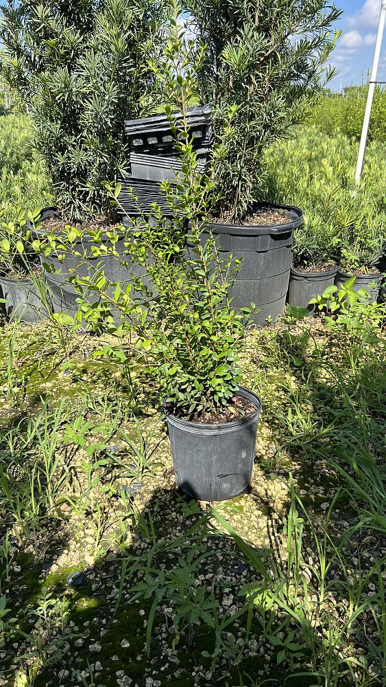 myrcianthes-fragrans-simpson-s-stopper