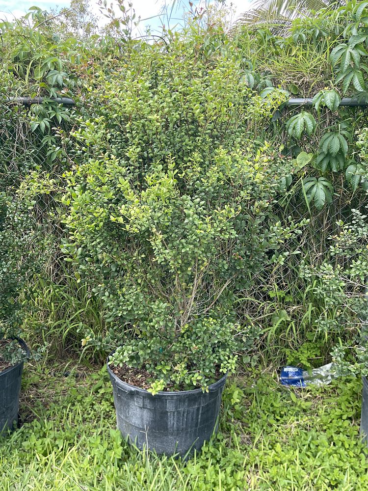myrcianthes-fragrans-simpson-s-stopper