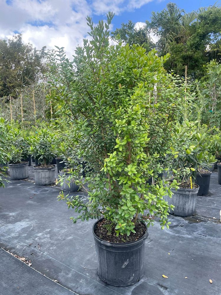 myrcianthes-fragrans-simpson-s-stopper