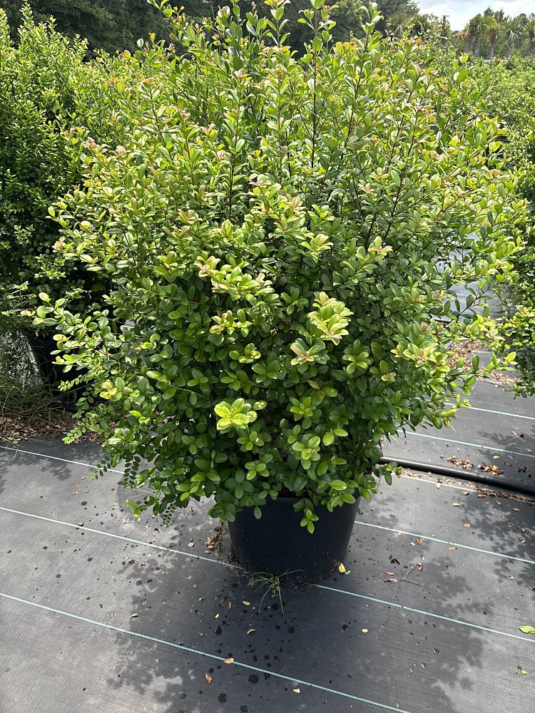 myrcianthes-fragrans-simpson-s-stopper