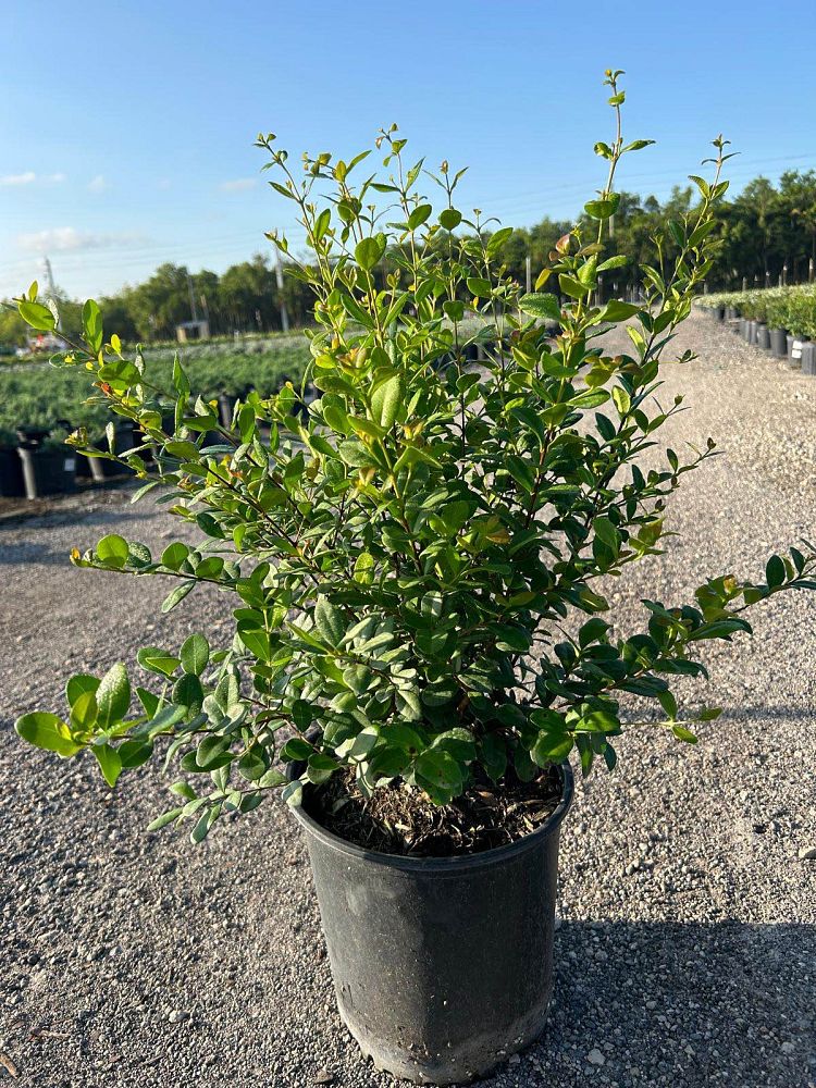 myrcianthes-fragrans-simpson-s-stopper