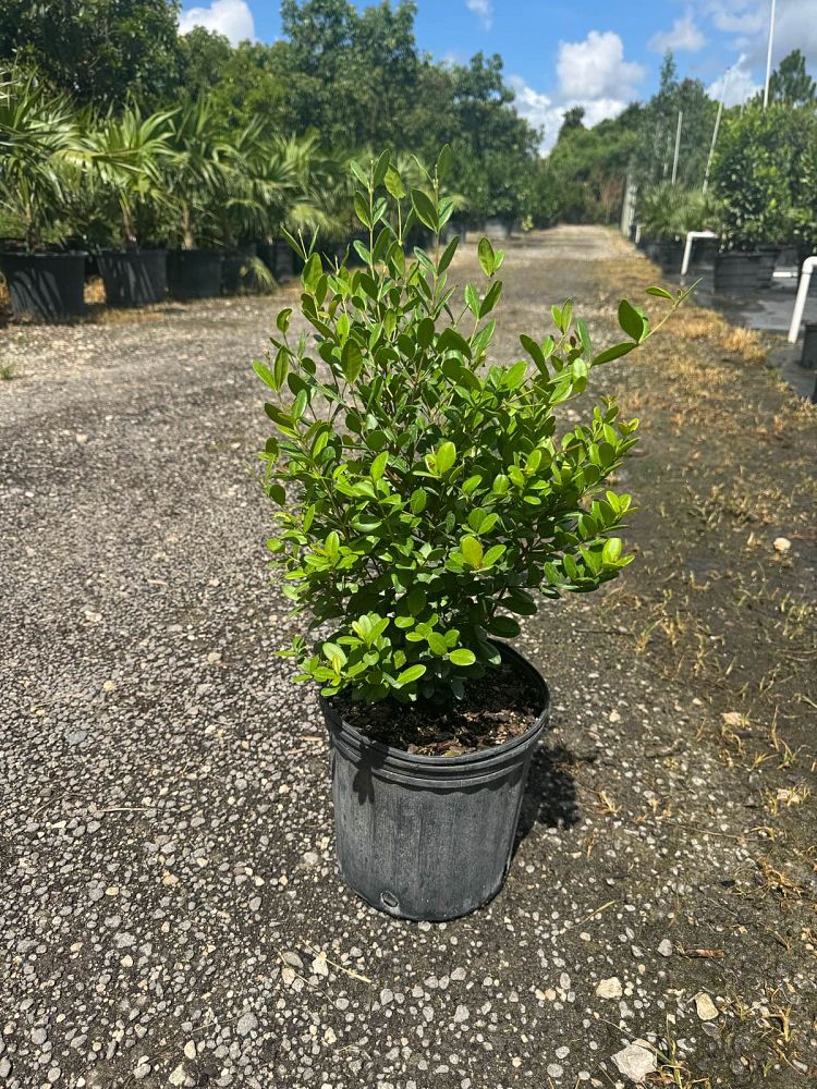 myrcianthes-fragrans-simpson-s-stopper