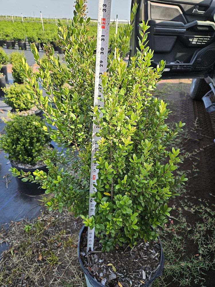 myrcianthes-fragrans-simpson-s-stopper