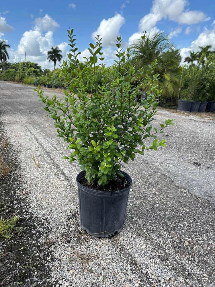 myrcianthes-fragrans-simpson-s-stopper