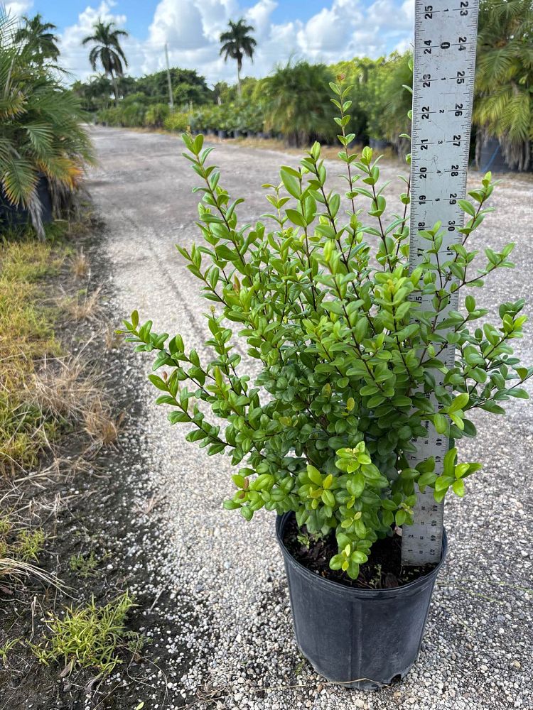 myrcianthes-fragrans-simpson-s-stopper