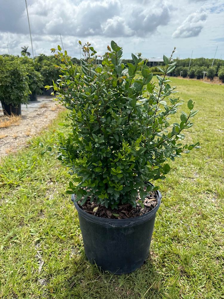 myrcianthes-fragrans-simpson-s-stopper