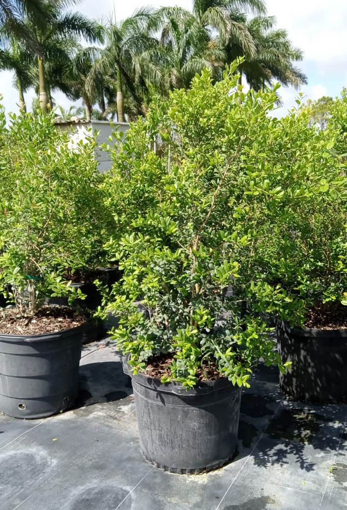 myrcianthes-fragrans-simpson-s-stopper