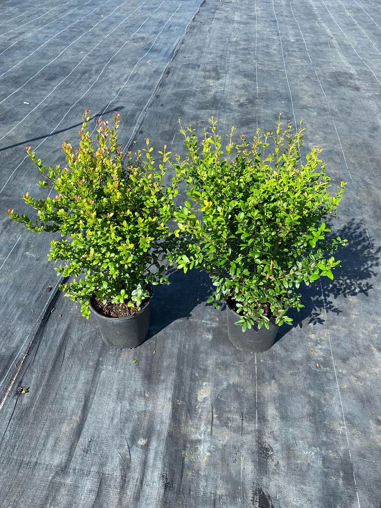 myrcianthes-fragrans-simpson-s-stopper