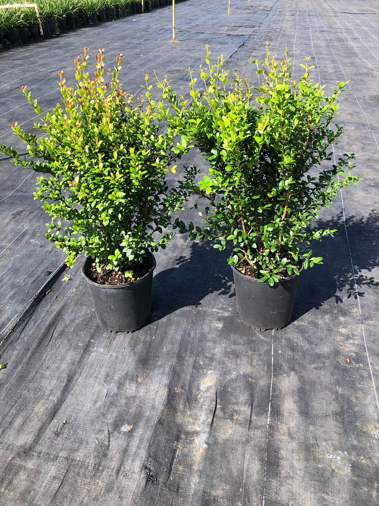 myrcianthes-fragrans-simpson-s-stopper