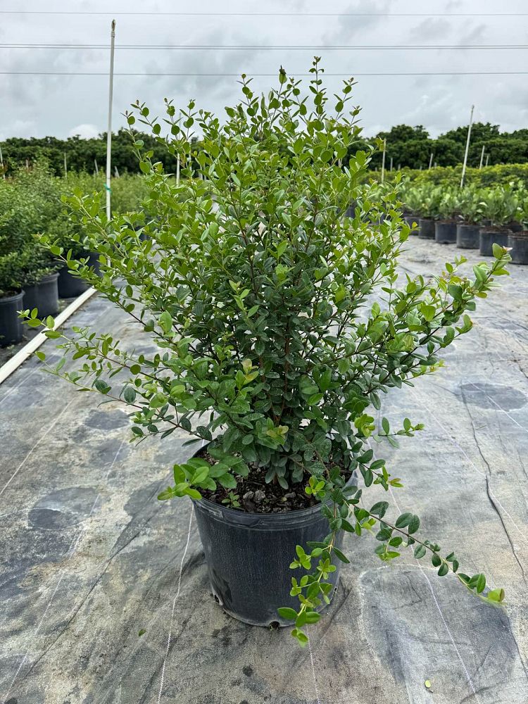 myrcianthes-fragrans-simpson-s-stopper